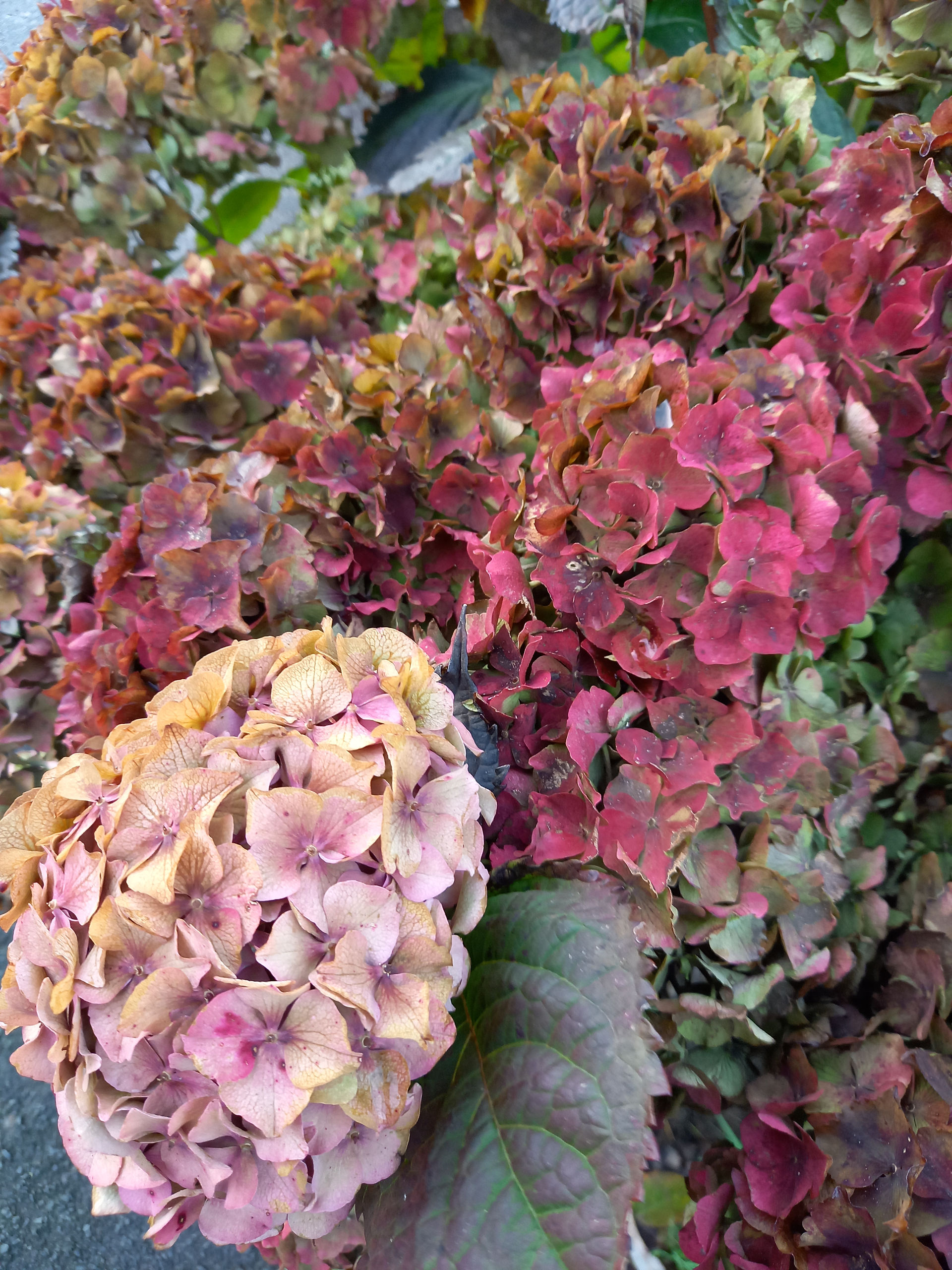 Hydrangea an example of best flowers
