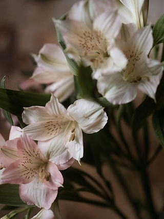 Winter Flowers Alstromeria