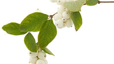 Seasonal Foliage: November Pastels 