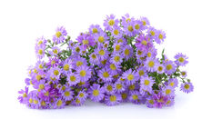 Aster featuring Floristry Tips from Su Whale