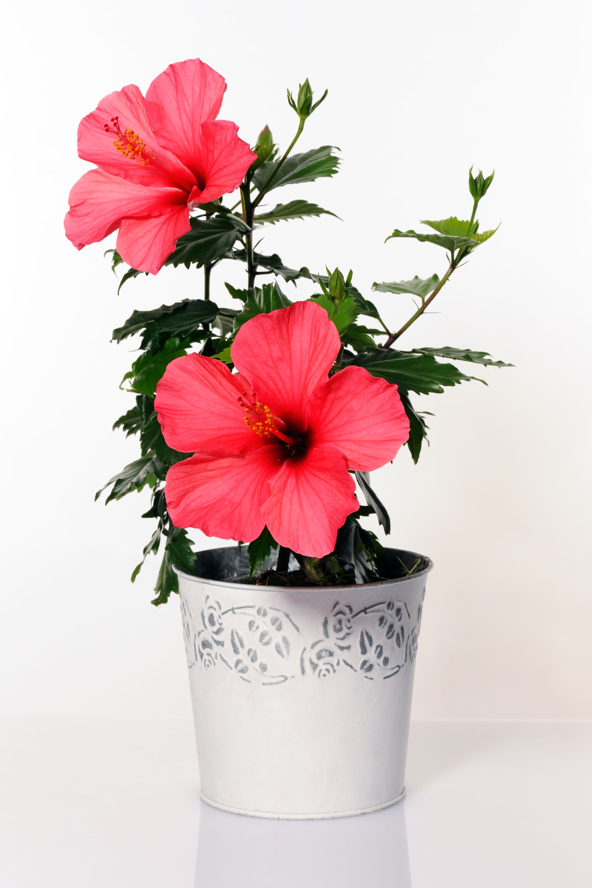 Potted Hibiscus