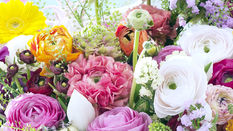 Product Profile - Ranunculus