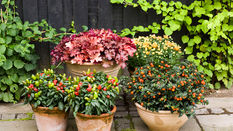 Making the most of Autumn Plant Sales