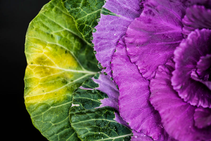 Close-up of vibrant purple and green ornamental cabbage leaves with visible water droplets on a black background, creating a rich, natural contrast.