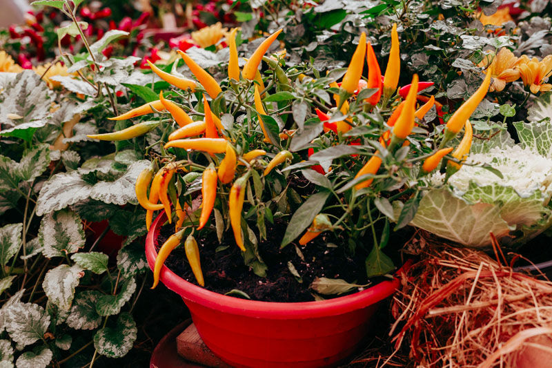 Capsicum growing as a potted plant