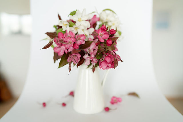 Cherry Blossom in jug