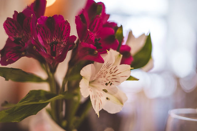 Autumn Flowers Alstromeria