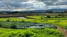 Wetlands: The Final Phase