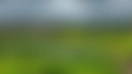 Wetlands: The Final Phase