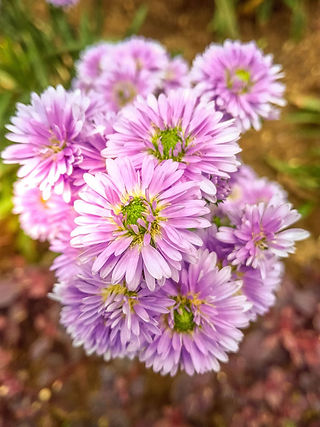 Early Autumn ready for September Flowers Aster