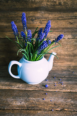 Mini Muscari in tea pot