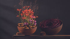 Jatropha - Perfect for Halloween 