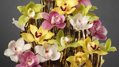 Cymbidium Orchids