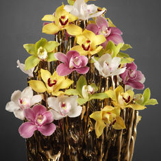 Cymbidium Orchids