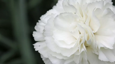 All About Birth Flowers