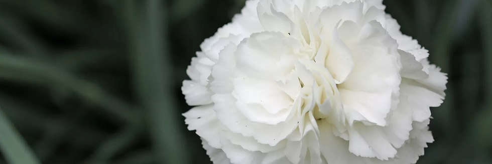 Birth Flowers January - carnation