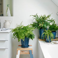 Plants for Bathrooms