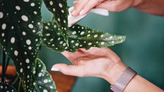 Houseplant Care Tips - Spring, Summer and Winter
