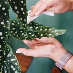 Houseplant Care Tips - Spring, Summer and Winter