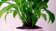 Spathiphyllum: How to Care for Peace Lilies 