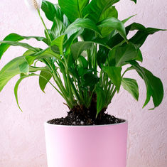 Spathiphyllum: How to Care for Peace Lilies 