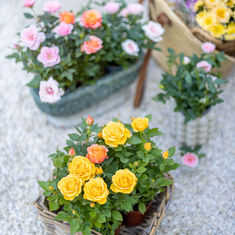 Miniature Roses featuring Floristry Tips from Su Whale
