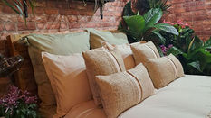 Peat-free Houseplants 