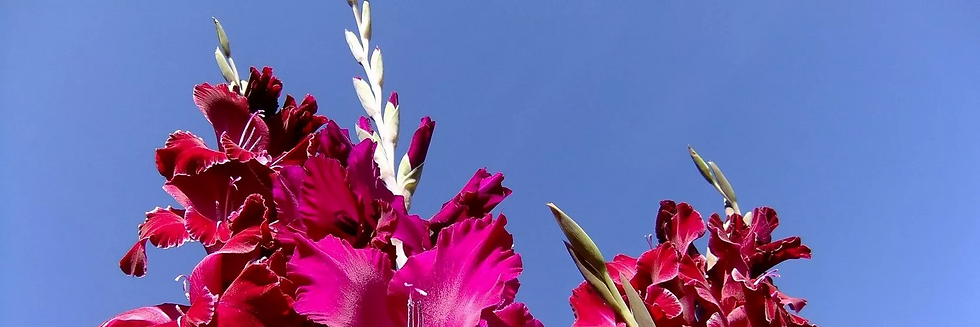 August Birth Flowers - Gladiolus