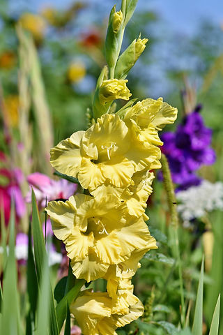 Summer fields with July Flowers Gladiolus