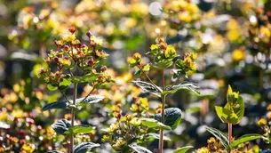 Marginpar Explain the Work Behind Stronger Hypericum Foliage
