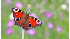 Is the UK Set for a Bumper Summer of Butterflies?