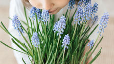 Mini Muscari