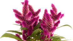 Bright magenta celosia flowers with green leaves on a white background, a vivid close-up floral arrangement