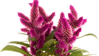 Bright magenta celosia flowers with green leaves on a white background, a vivid close-up floral arrangement