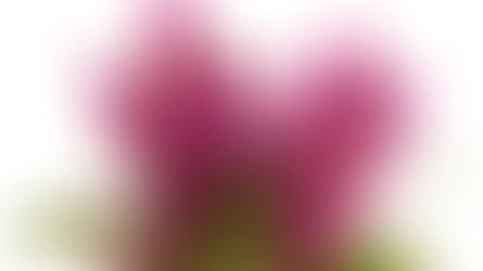 Bright magenta celosia flowers with green leaves on a white background, a vivid close-up floral arrangement