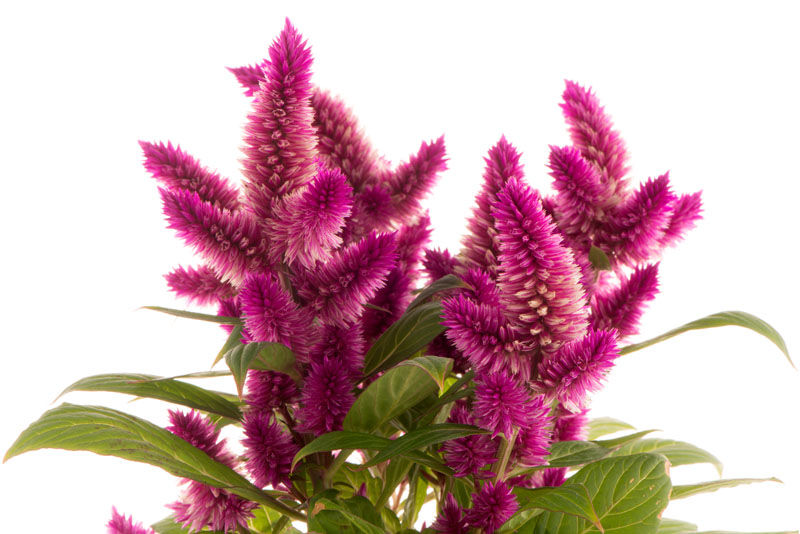 Bright magenta celosia flowers with green leaves on a white background, a vivid close-up floral arrangement