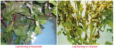 leaf burn example