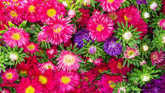 Callistephus - featuring Floristry Tips from Su Whale