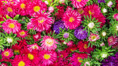 Callistephus - featuring Floristry Tips from Su Whale