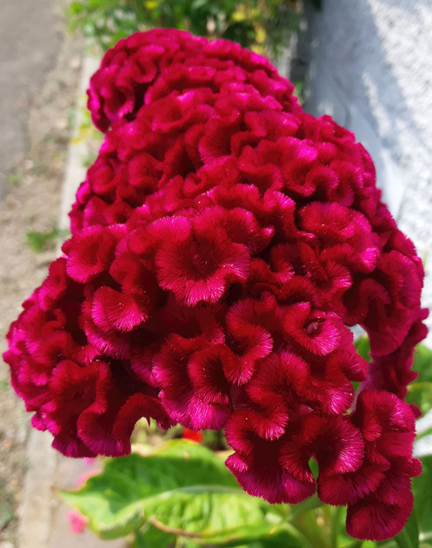 Close-up of vivid magenta cockscomb flowers blooming outdoors against a blurred garden wall and greenery.