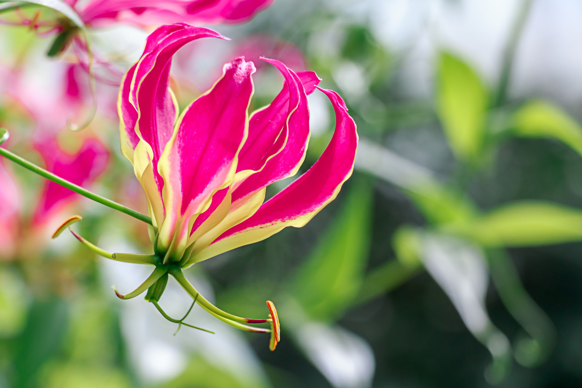 Pink Climber 