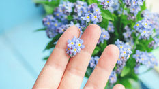 Seasonal Flower- Myosotis