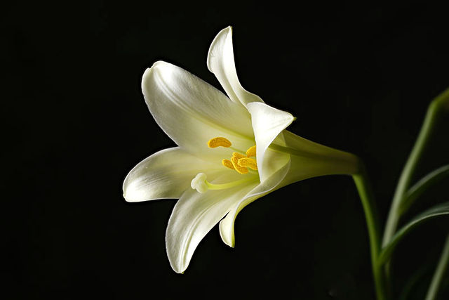 Longiflorum lily