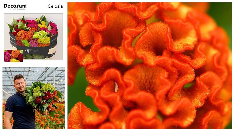 Celosia mix by Kwekerij Bosbloemen in Decorum