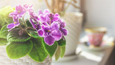 Know your Plants - Choosing the right plant for the right place