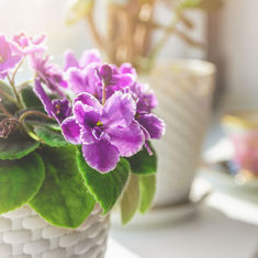 Know your Plants - Choosing the right plant for the right place