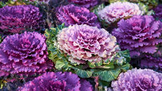 Cabbage Crush Trend: Brassica featuring Floristry Tips from Su Whale