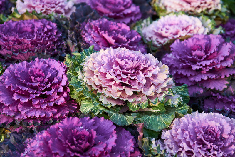 Brassica a green and purple Ornimental Cabbage perfect for the Pinterest Trend Cabbage Crush