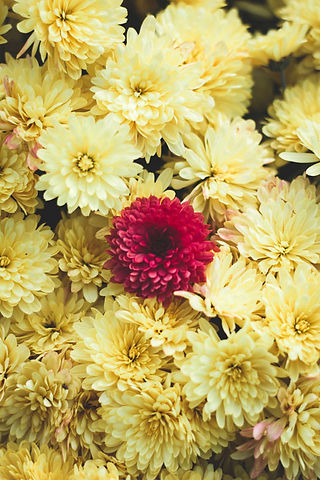 Winter Flowers Chrysanthemum
