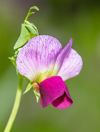 Summer time for June Flowers Sweet Peas